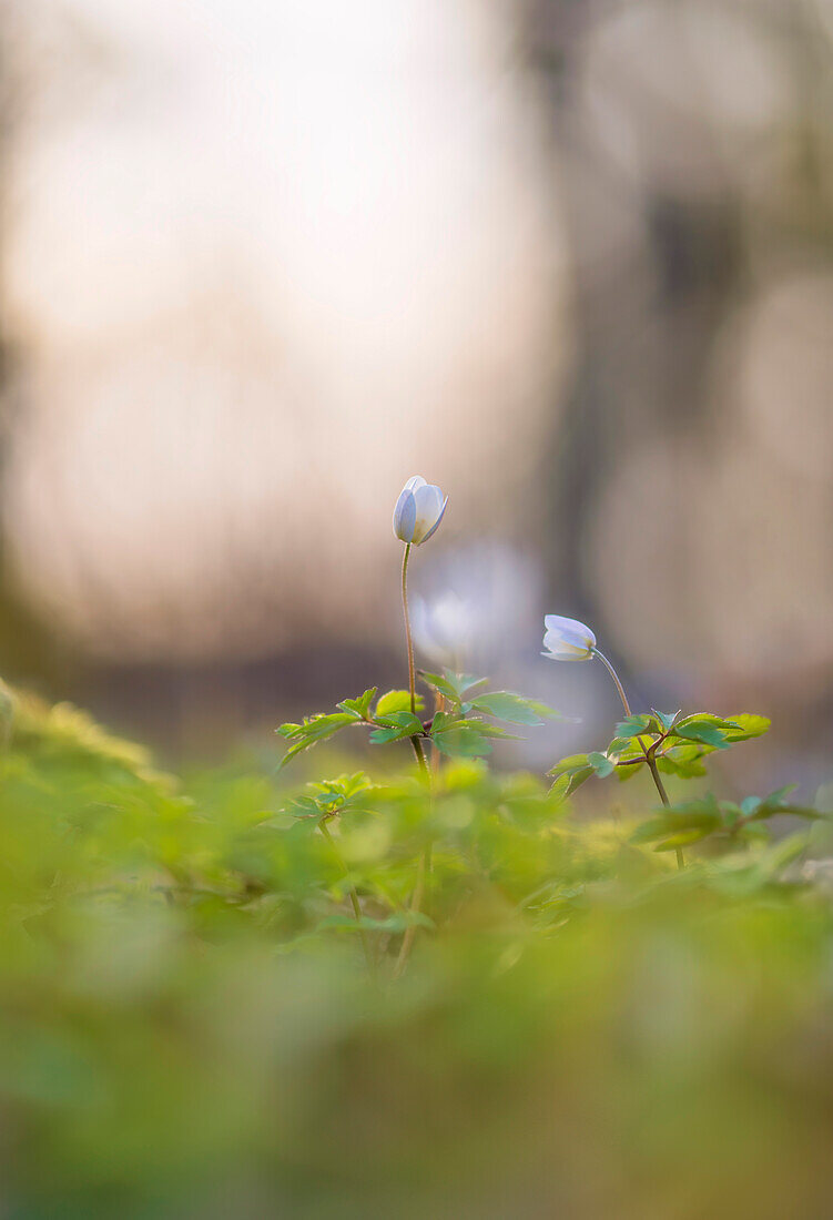 Buschwindröschen im sonnigen Frühling, Bayern, Deutschland