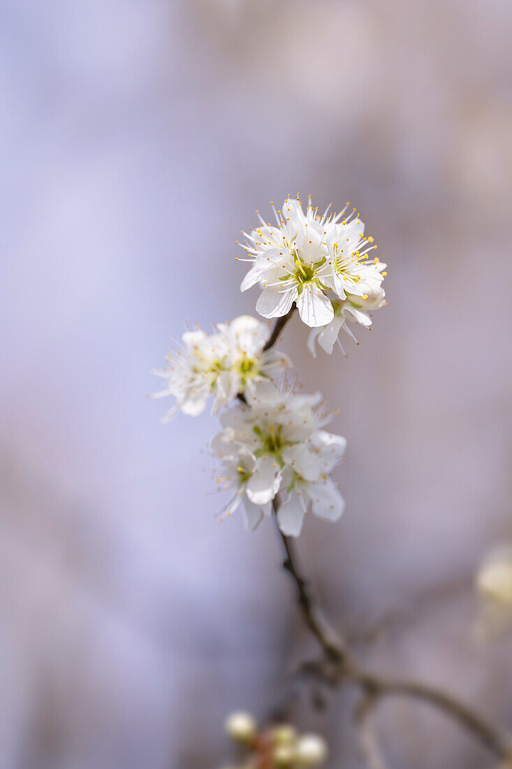 Weißdornblüten im Frühlingslicht, Bayern, Deutschland, Europa