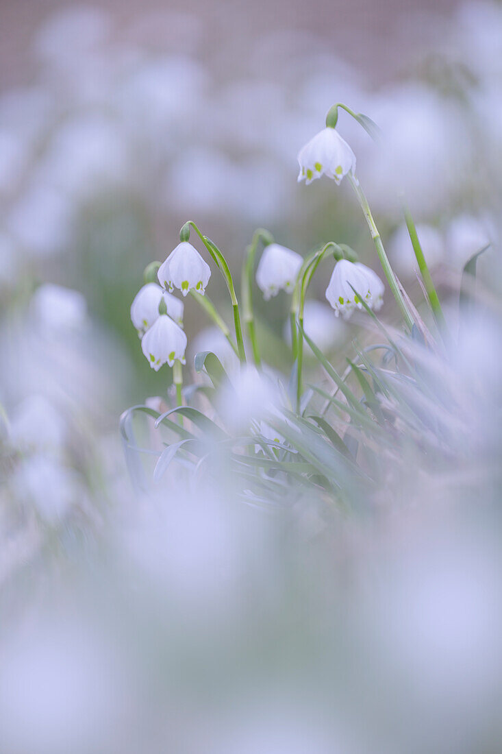 Märzenbecher im Frühling, Bayern, Deutschland, Europa