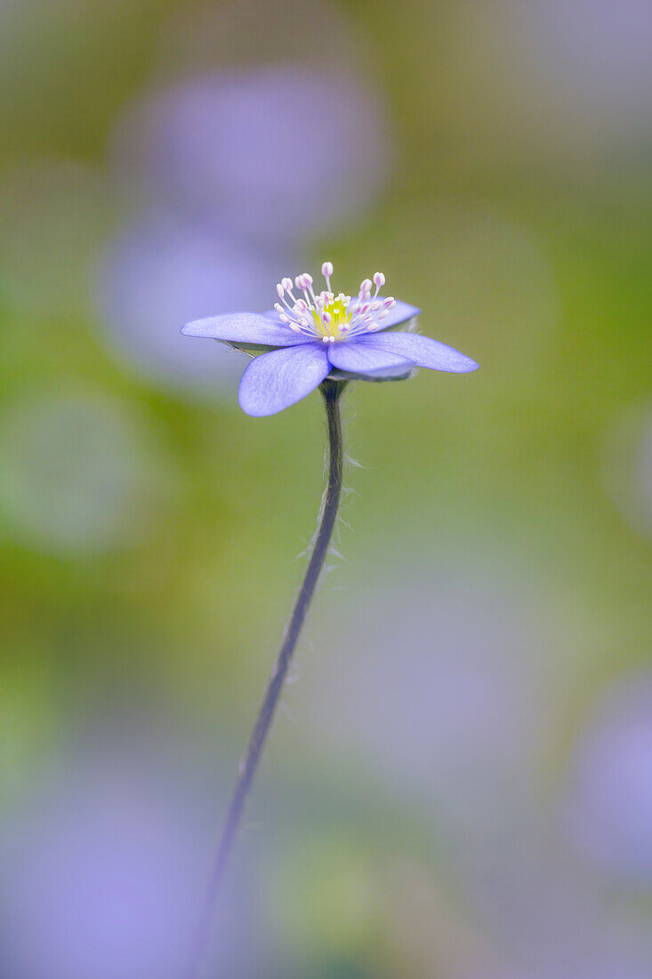  Liverwort in spring forest, Bavaria, Germany, Europe 