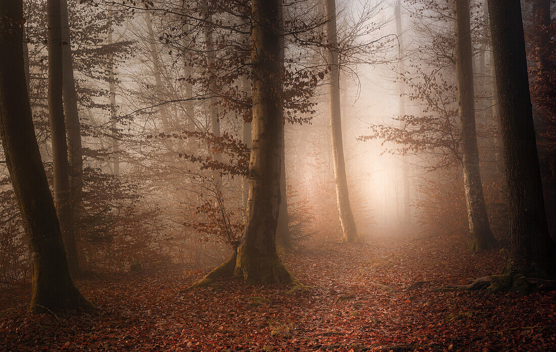 Herbstmorgen mit Weg im Wald, Bayern, Deutschland