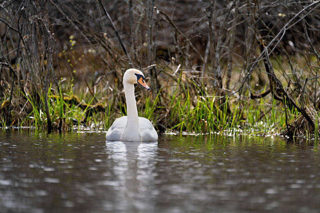 Höckerschwan in einem Moorsee, Weilheim, Bayern, Deutschland