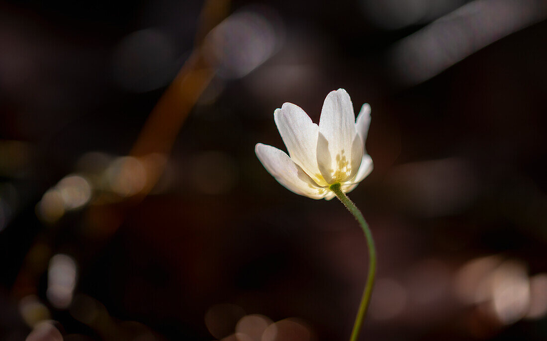 Buschwindröschen im Frühling, Bayern, Deutschland