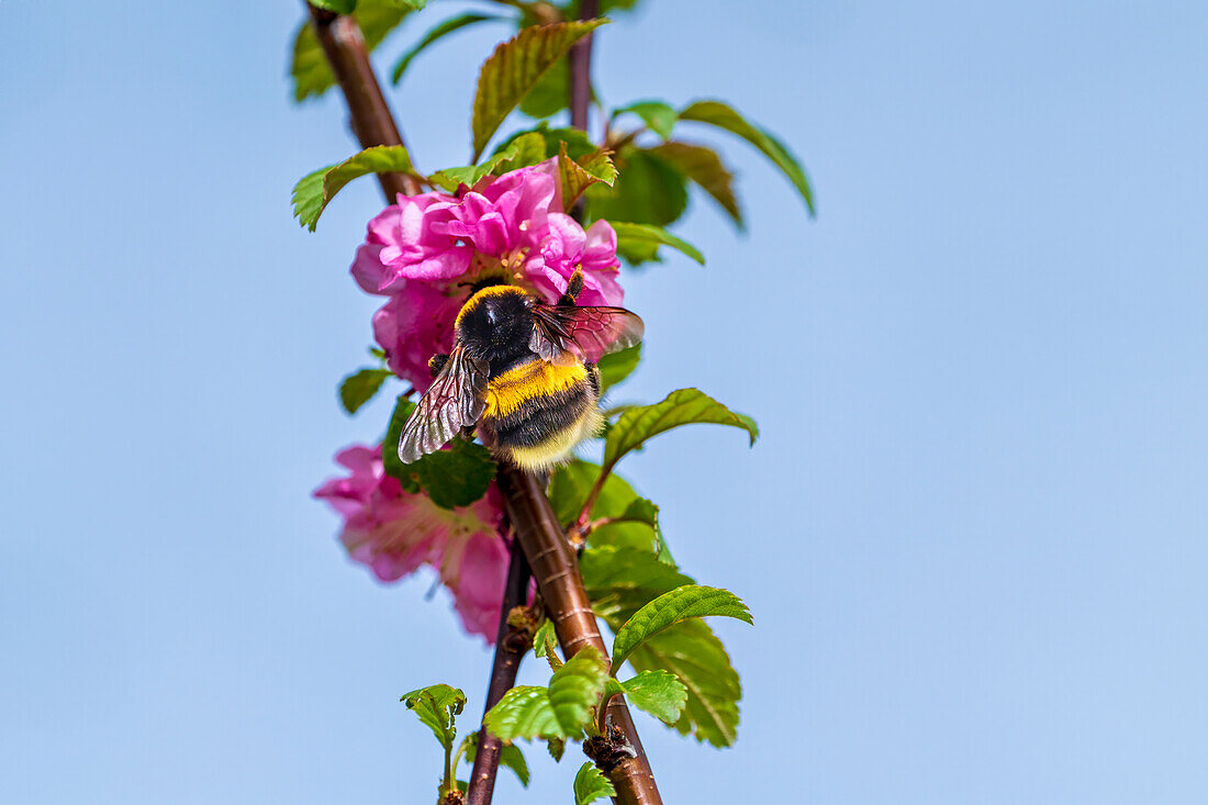  Busy bumblebee in spring, Bavaria, Germany 