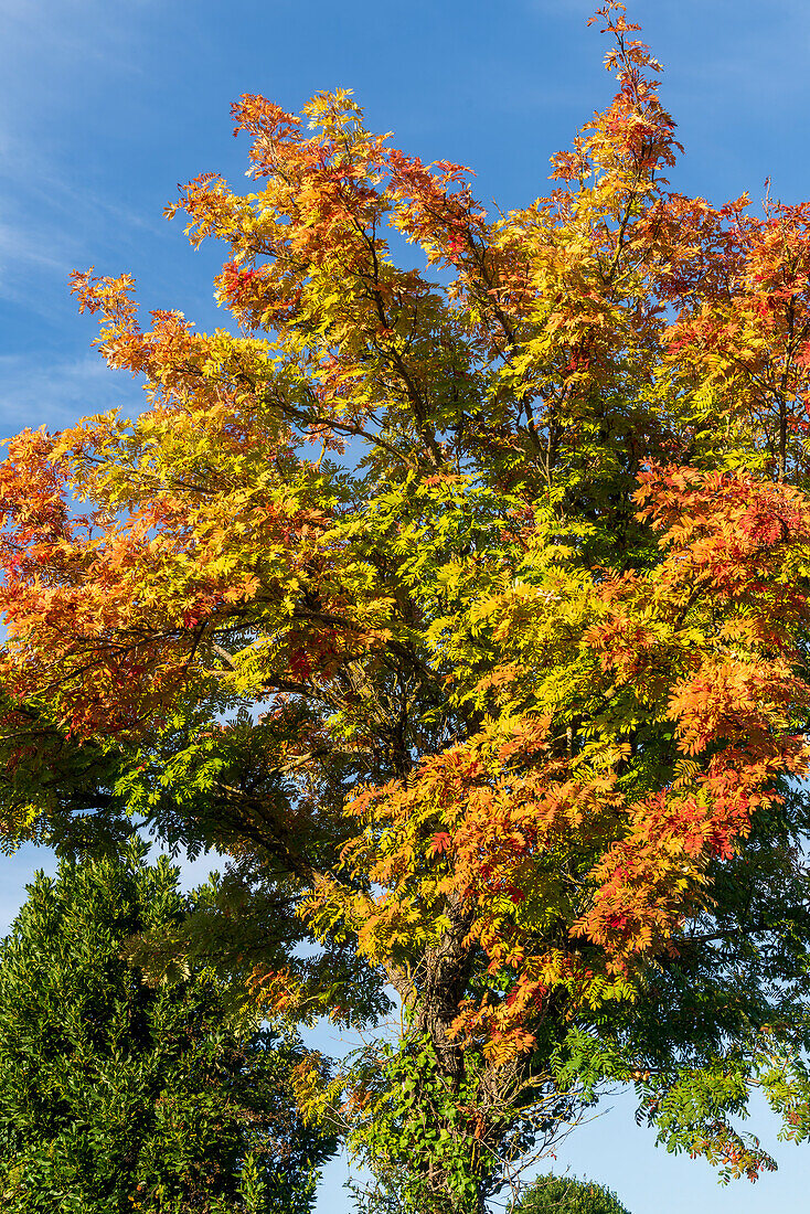 Herbstliche Baumkrone im Sonnenlicht, Toskana, Italien