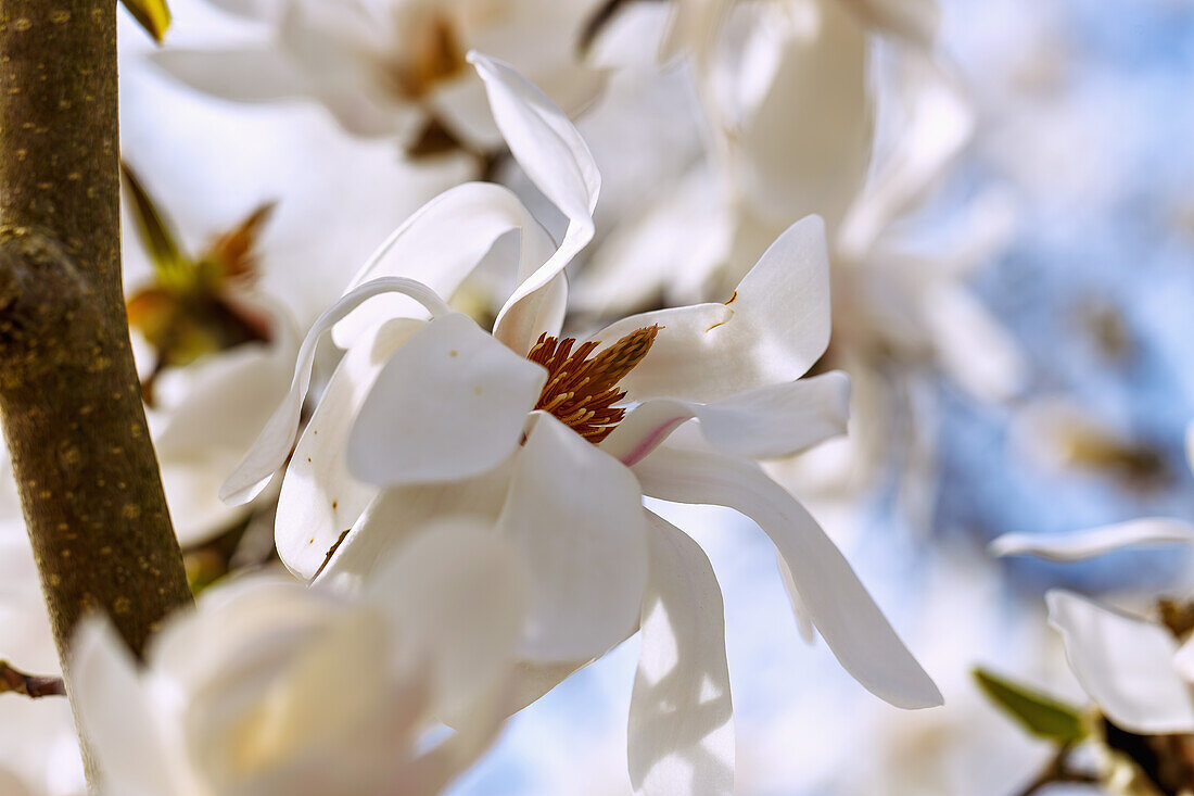  Flower of the Löbner Magnolia (Löbner&#39;s Magnolia, Magnolia × loebneri Kache, Great Star Magnolia) 