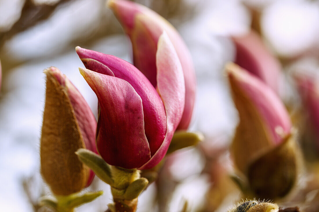 Zweige mit Blütenknospen der Garten-Magnolie (Magnolia x Soulangiana Triumphans Soul Bodin, Tulpen-Magnolie)