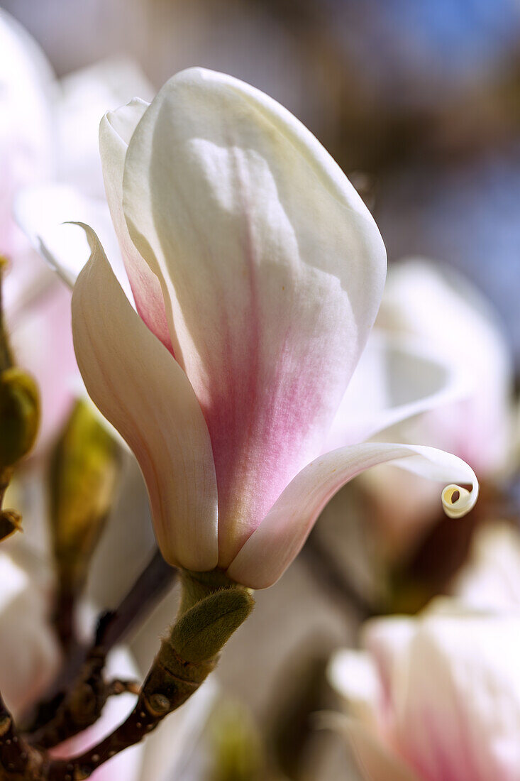 halb geöffnete Blüte der Yulan-Magnolie (Magnolia denudata)