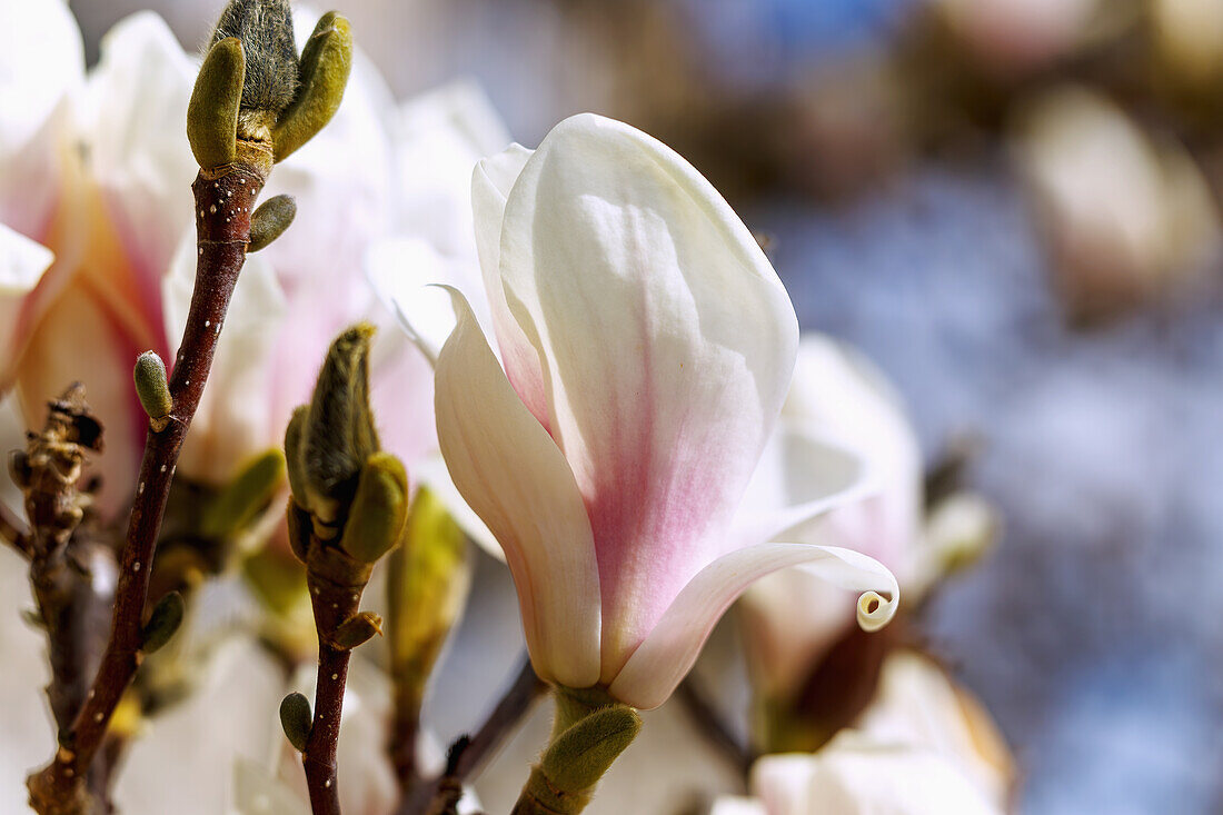 halb geöffnete Blüten der Yulan-Magnolie (Magnolia denudata)