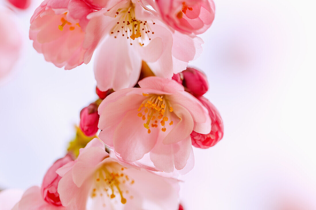 blühende japanische Bergkirsche (Prunus sargentii x subhirtella 'Accolade', frühe Zierkirsche, Frühlingskirsche)