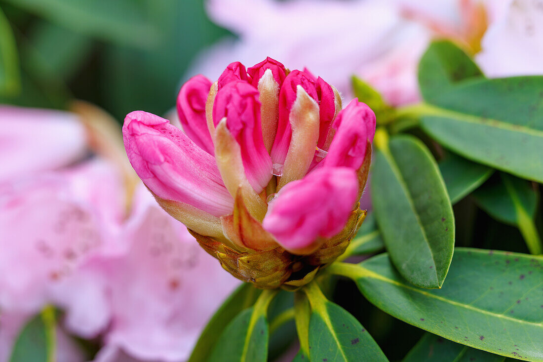  Flower bud of the Sutschou rhododendron (Rhododendron sutchuenense franch.) 