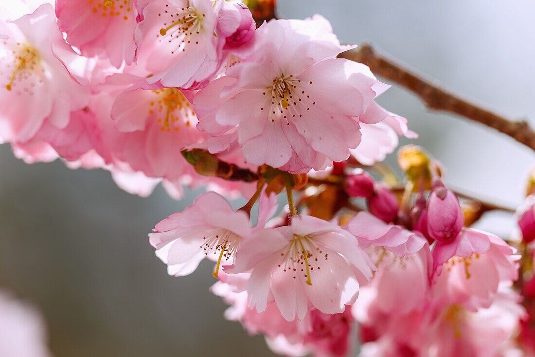  flowering Japanese mountain cherry (Prunus sargentii x subhirtella &#39;Accolade&#39;, early ornamental cherry, spring cherry) 