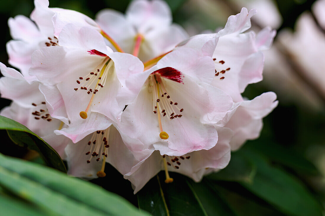 blühender Prachtpflanzen-Rhododendron (Rhododendron calophytum Franchet)
