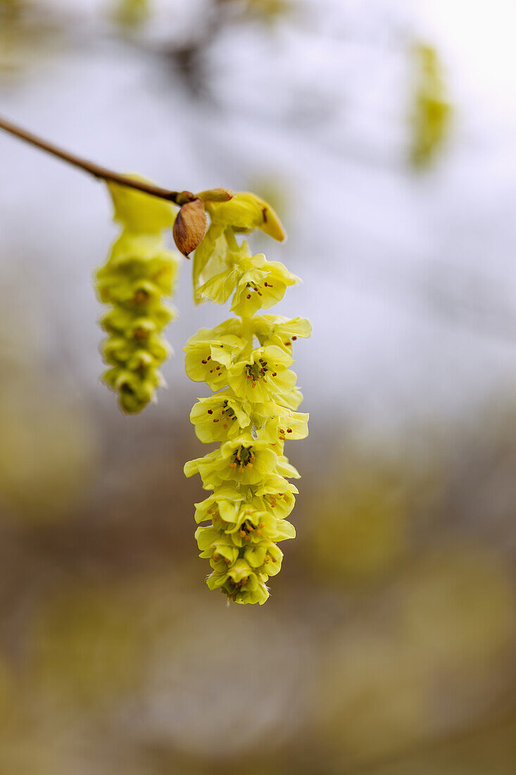  flowering Chinese false hazel (Corylopsis sinensis var. sinensis Hemsley) 