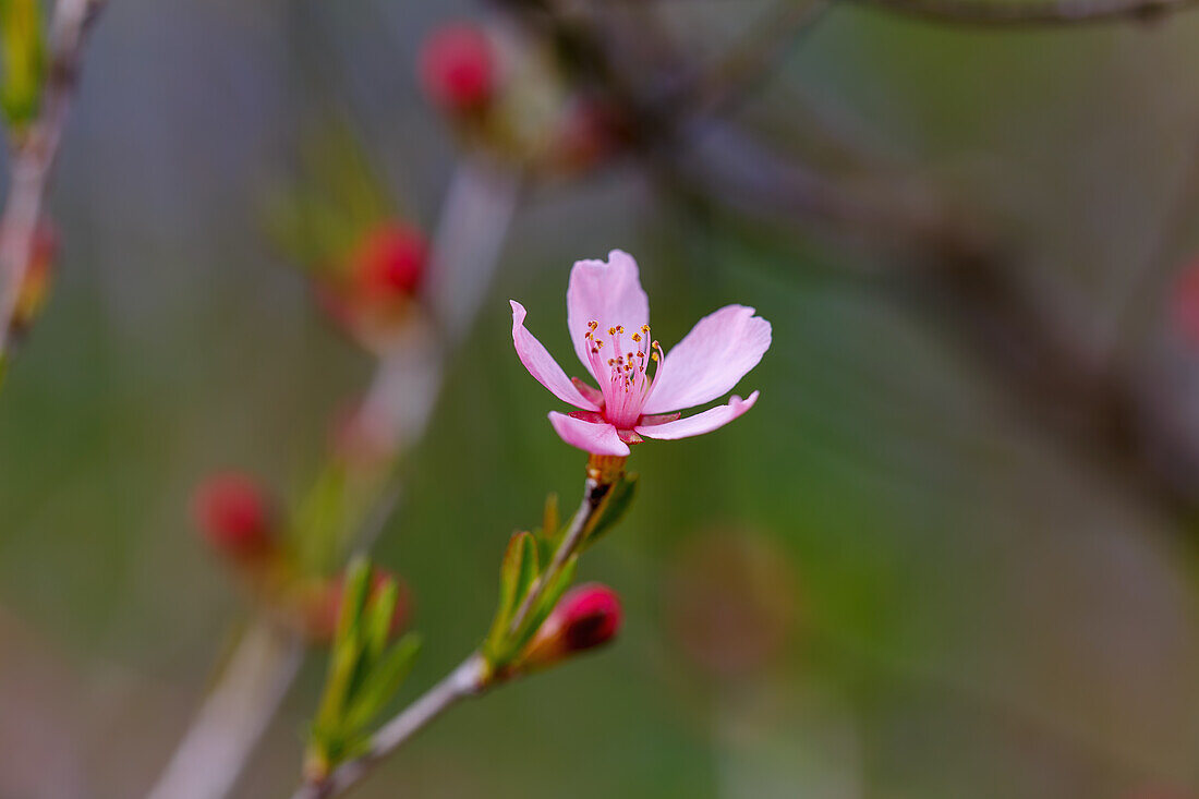  Blossom of the narrow-leaved plum (Prunus angustifolia Marshall) 