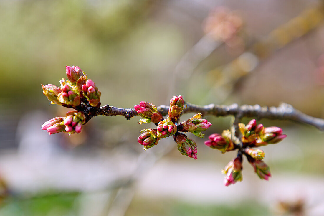 Blütenknospen der Japanischen Maienkirsche (Prunus subhirtella x yedoensis, Tokiokirsche, Kirschen-Hybride)