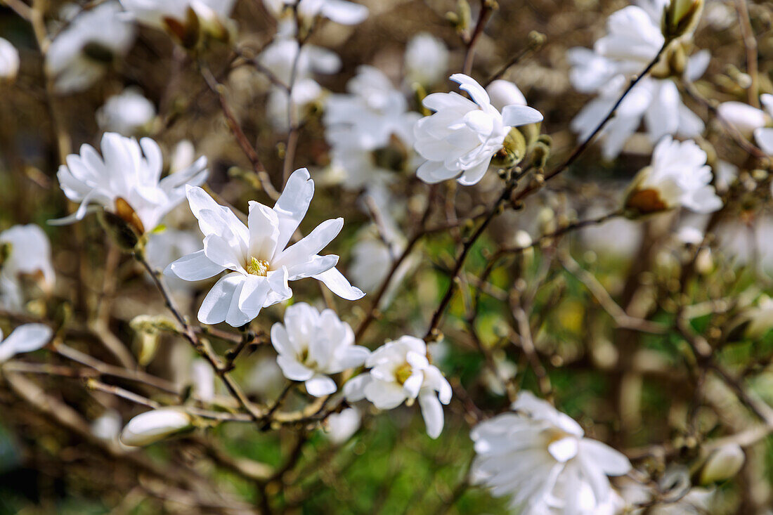 Zweige mit Blüten der Stern-Magnolie (Magnolia stellata maxim.)\n
