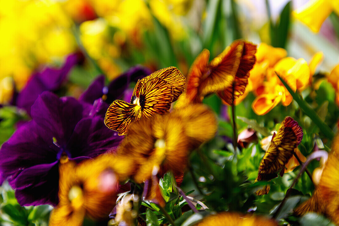 Horned violets (Viola cornuta Twix &#39;Tiger Eye&#39; and Viola cornuta Twix &#39;Terracotta&#39;) in flowerbed with daffodils and Viola cornuta Twix &#39;Purple Frost&#39; 