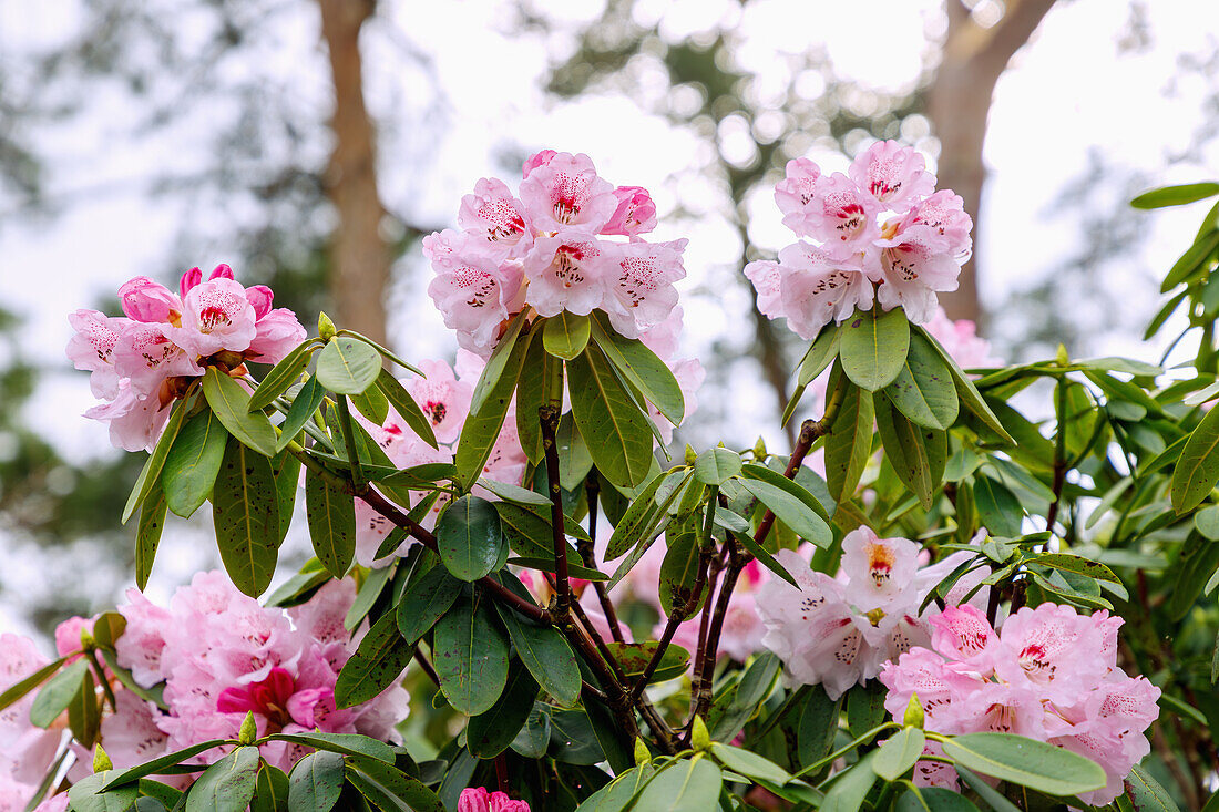 blühender Sutschou-Rhododendron (Rhododendron sutchuenense franch.)
