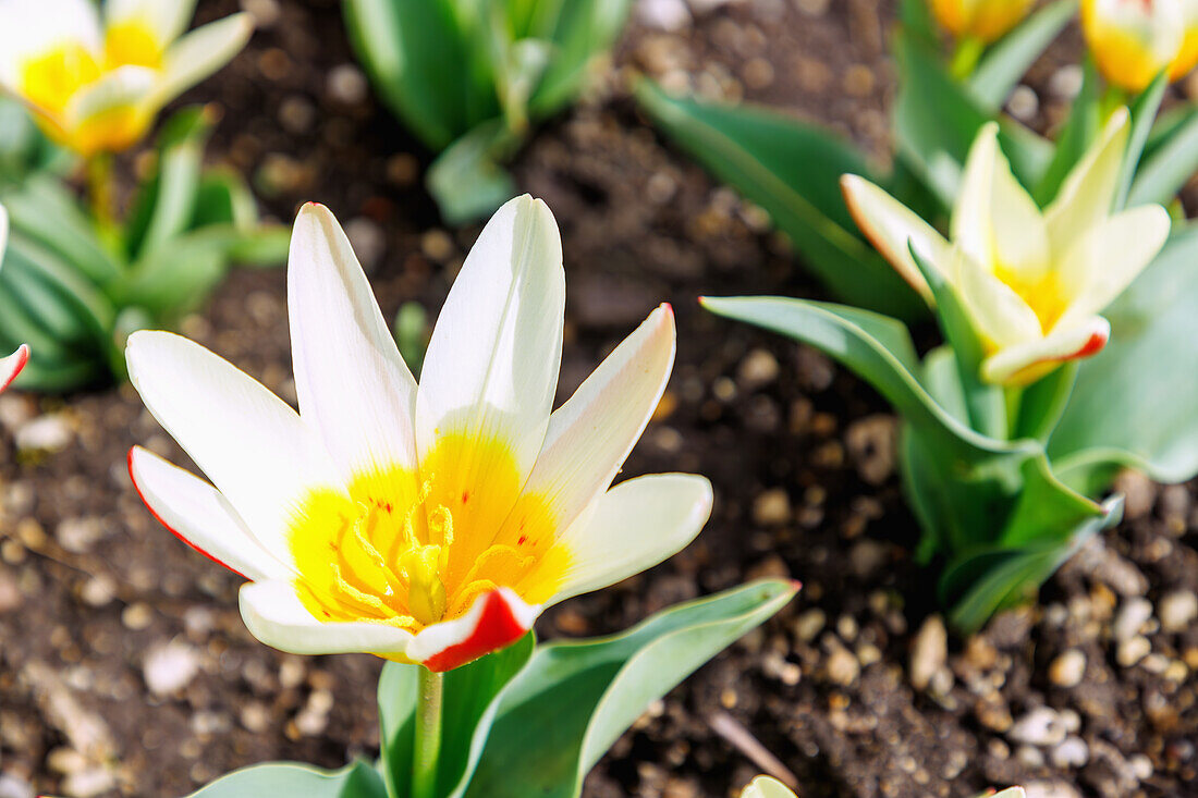  blooming Kaufmann&#39;s tulips (Tulipa Kaufmanniana &#39;The First&#39;, water lily tulip) in flowerbed 