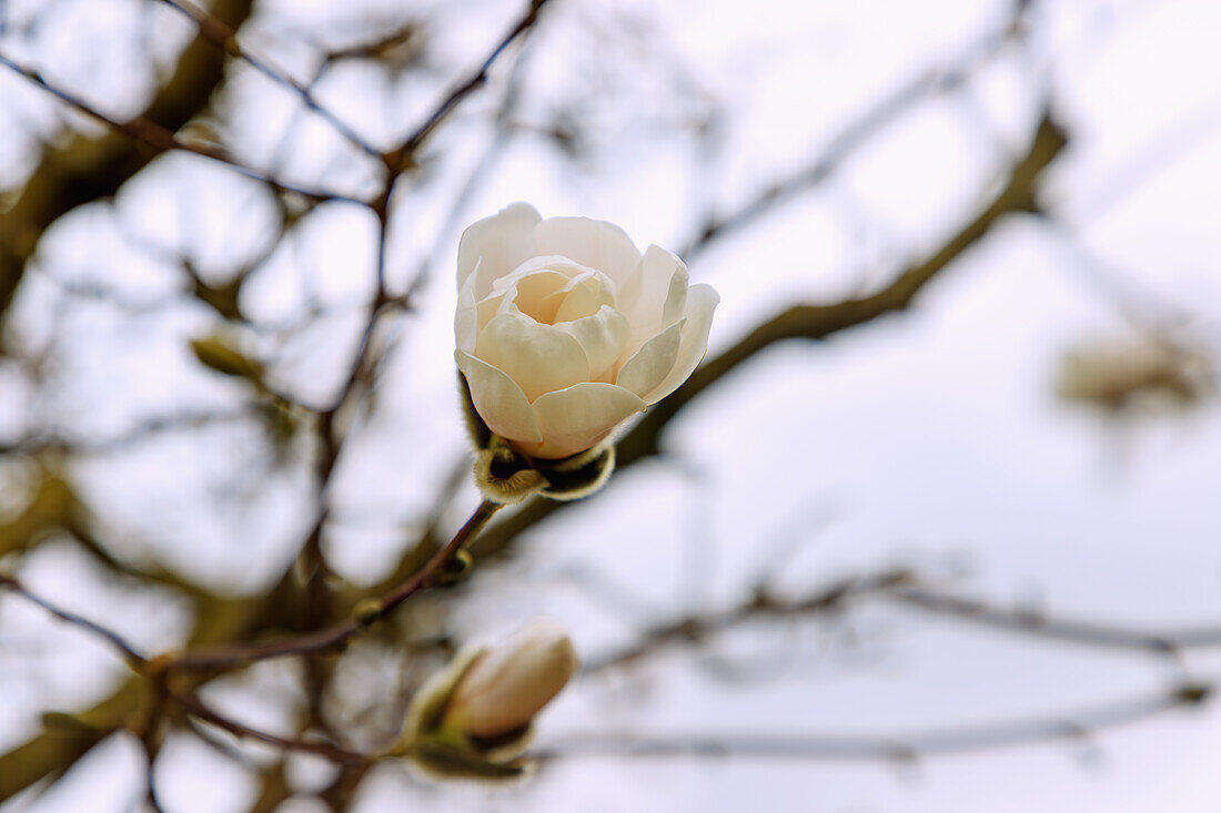 Zweige mit Blütenknospe der Großblumigen Magnolie 'Merrill' (Magnolia x loebneri 'Merrill')