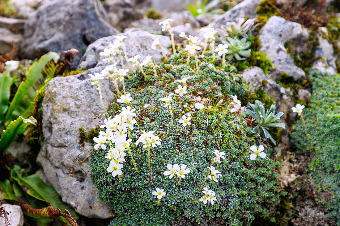 blühender Frühlingssteinbrech (Saxifraga marginata var. rocheliana) im Steingarten