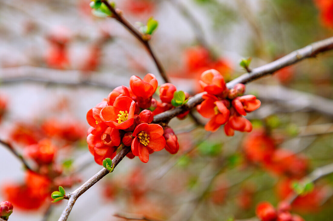 blühende Japanische Zierquitte (Chaenomeles japonica, niedrige Scheinquitte, Nordische Zitrone)