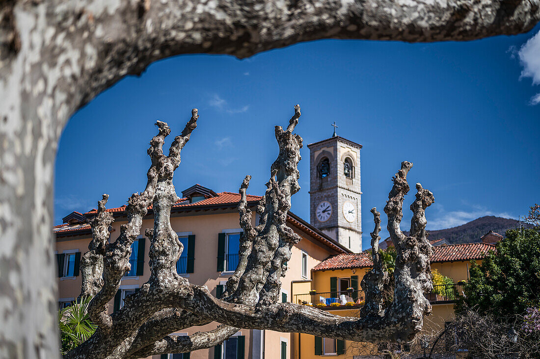  Plane trees on the waterfront of Porto Valtravaglia, Varese province, Lake Maggiore, Lombardy, Italy, Europe 