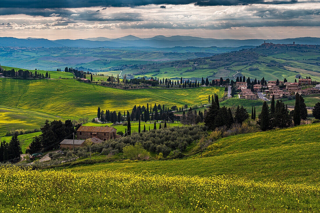  View of Pianza in the background, yellow flowers blooming in landscape, spring in Tuscany region, Italy, Europe 