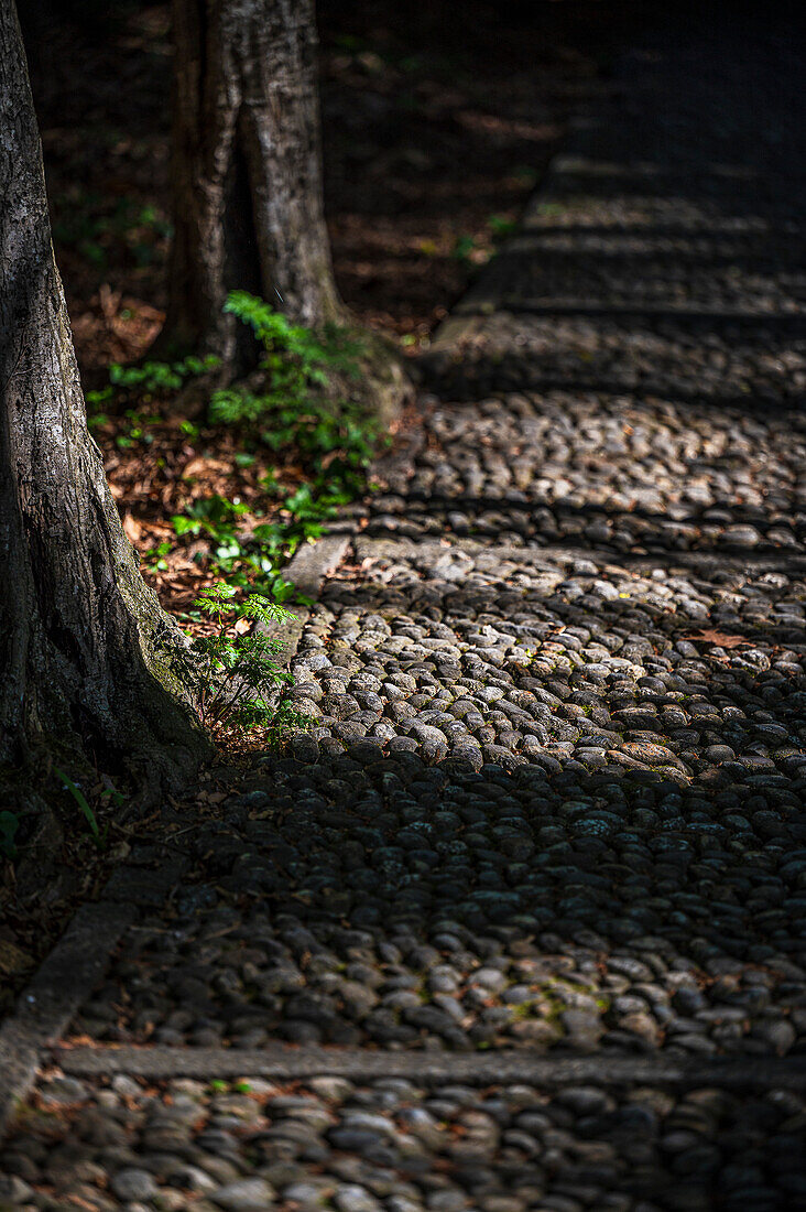  Cobblestones with tree-lined avenue, Lake Orta is a northern Italian lake in the northern Italian, Lago d&#39;Orta, or Cusio, region of Piedmont, Italy, Europe 
