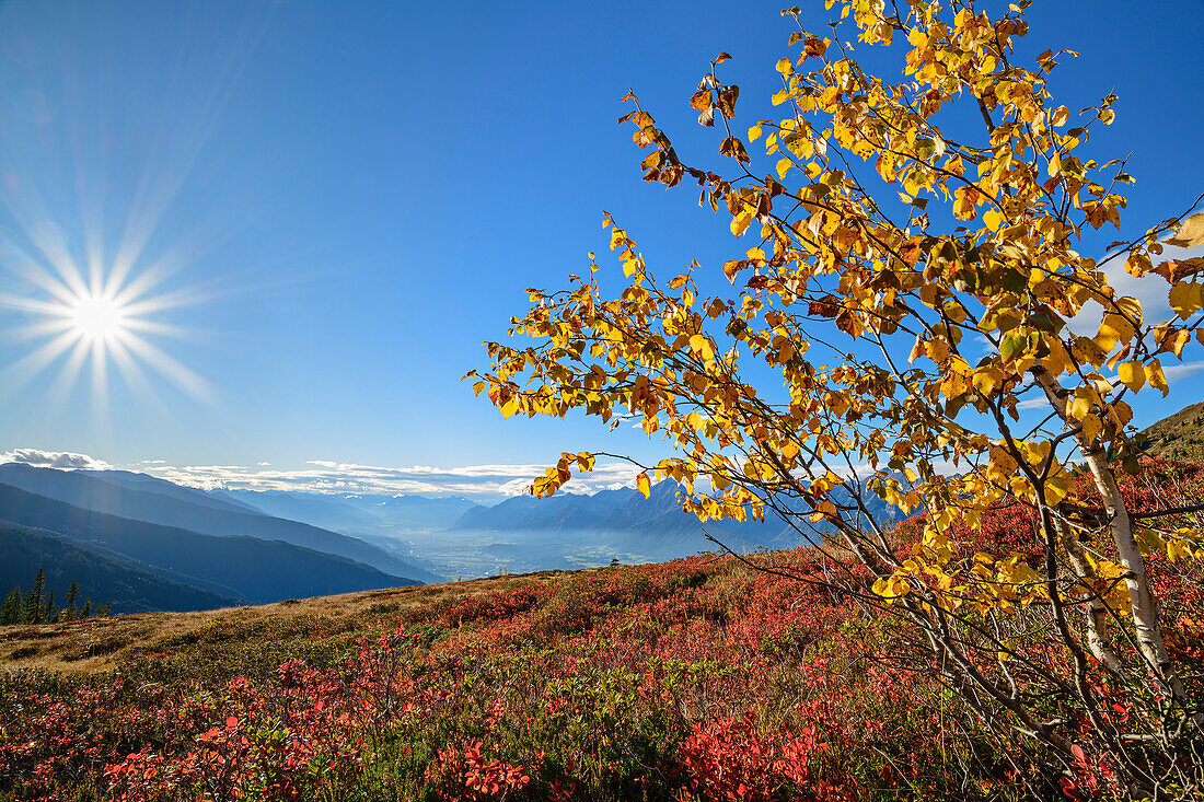 Herbstlich verfärbte Birke mit Inntal und Karwendel im Hintergrund, Kuhmesser, Tuxer Alpen, Zillertal, Tirol, Österreich