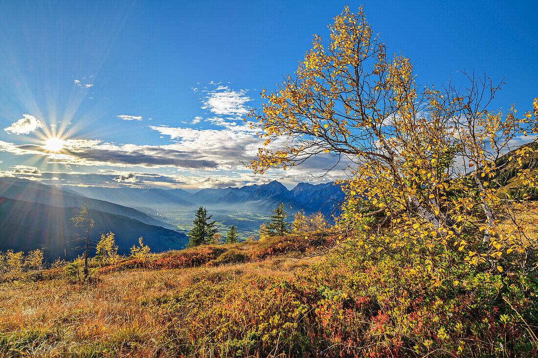  Autumnal colored birch trees with Inntal and Karwendel in the background, Kuhmesser, Tux Alps, Zillertal, Tyrol, Austria 