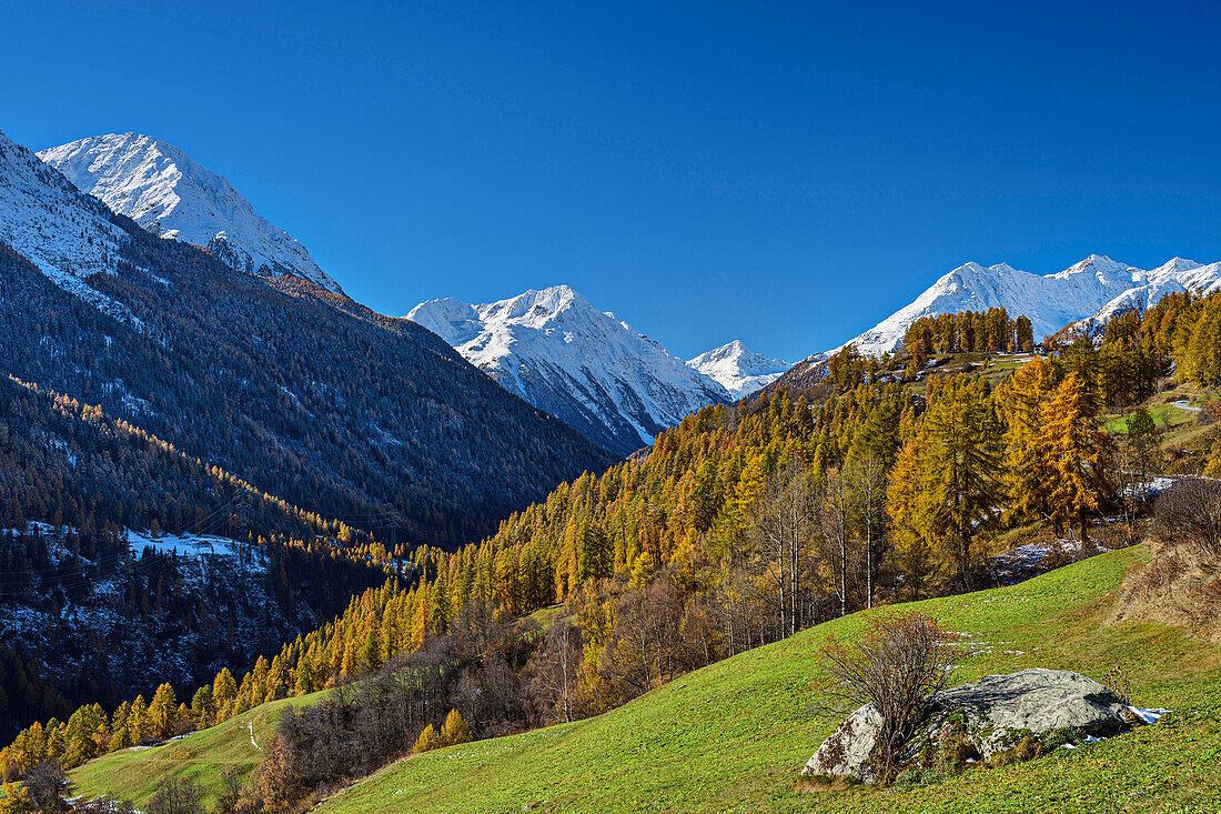 Herbstlich verfärbte Lärchen mit Bergen der Sesvennagruppe, Engadin, Graubünden, Schweiz