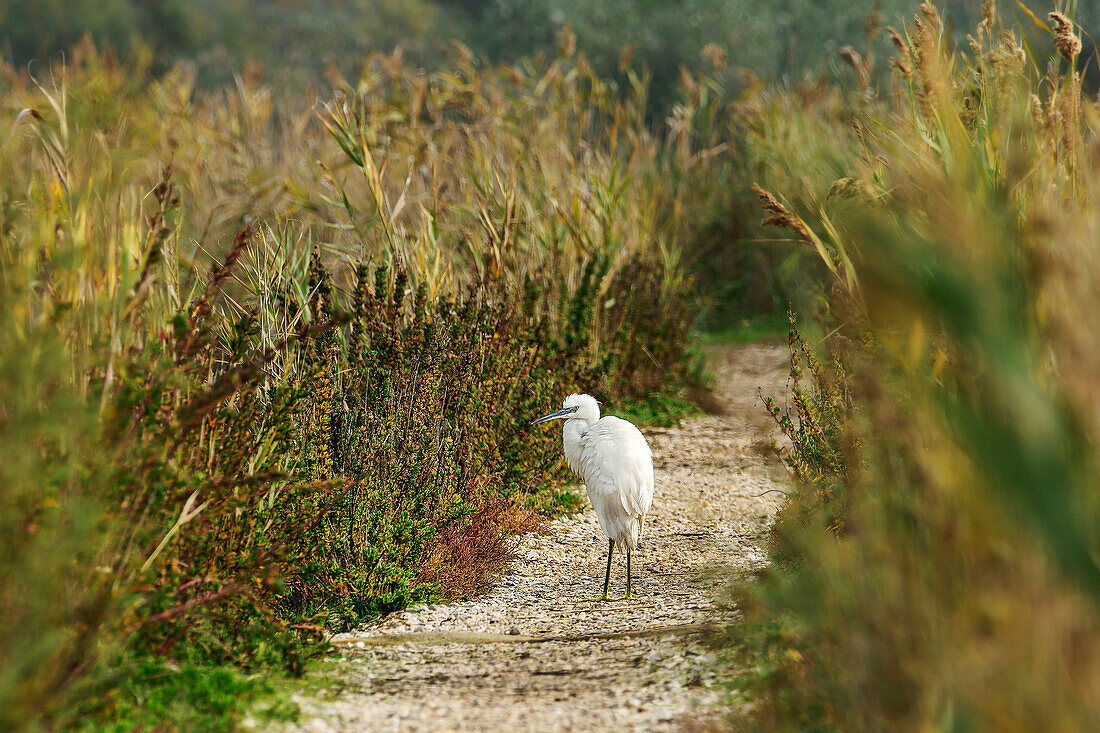  Little egret standing on hiking trail, Egretta garzetta, Sentiero Natura, Oasi Canneviè nature reserve, Delta di Po, Po delta, Emilia-Romagna, Italy 