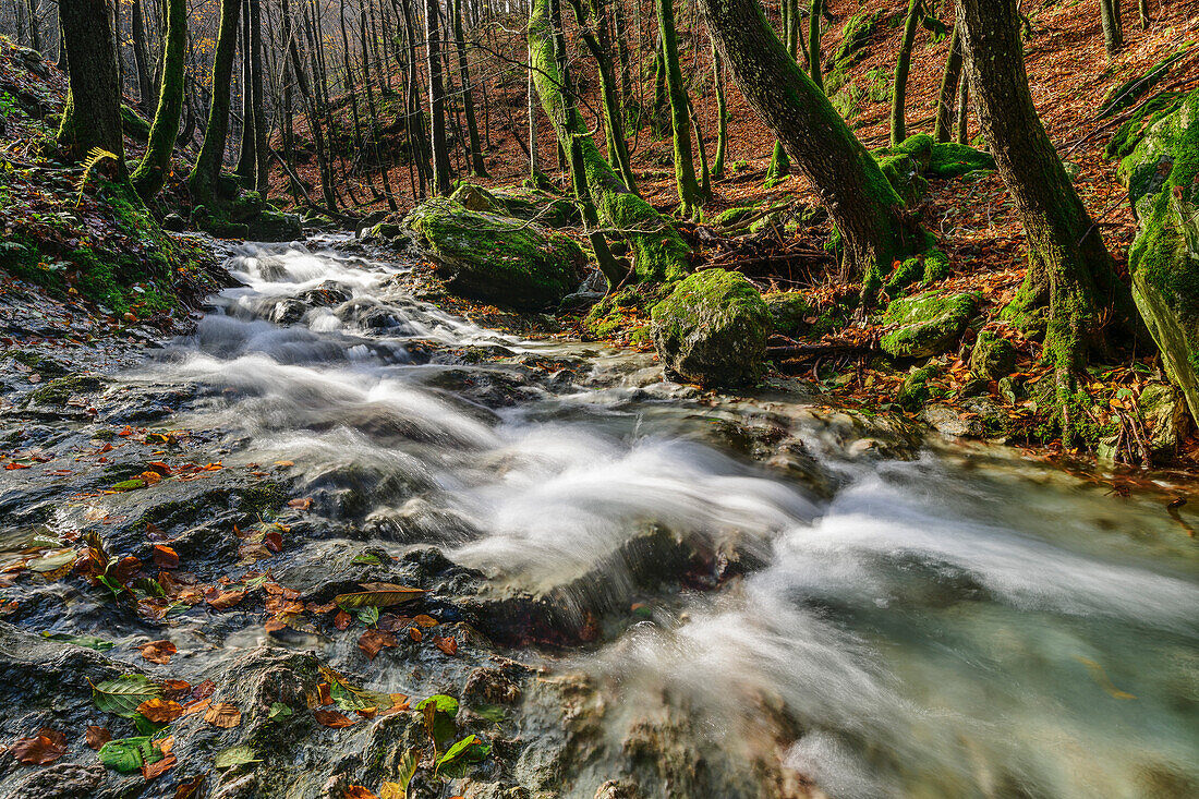 Bergbach fließt durch Herbstwald, Monte Ronchi, Apuanische Alpen, Toskana, Italien