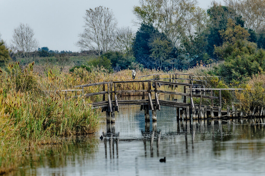 Graureiher steht auf Holzbrücke über Kanal, Ardea cinerea, Sentiero Natura, Naturreservat Oasi Canneviè, Delta del Po, Podelta, Emilia-Romagna, Italien