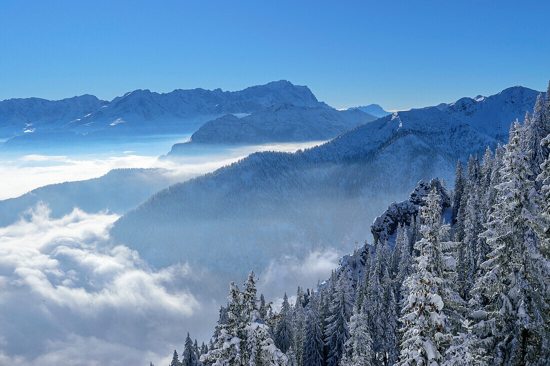  Winter forest at Laber with view of Zugspitze and Wetterstein Mountains, Laber, Ammergau Alps, Upper Bavaria, Bavaria, Germany  