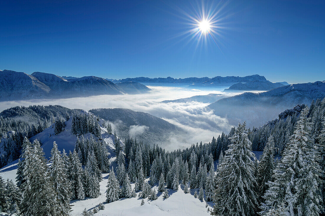  Winter forest at the Laber with a view of the Wetterstein Mountains, Laber, Ammergau Alps, Upper Bavaria, Bavaria, Germany  