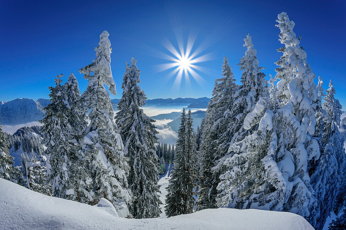  View from the Laber summit to winter forest, Laber, Ammergau Alps, Upper Bavaria, Bavaria, Germany  
