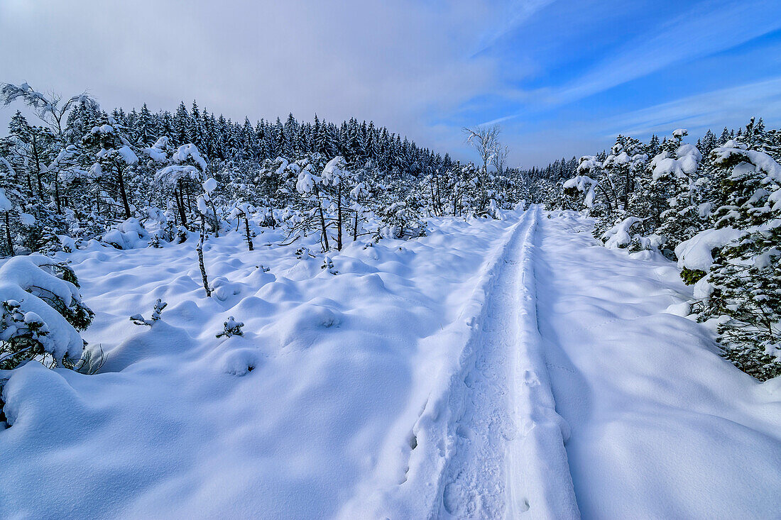 Verschneiter Bohlenweg führt durchs Murnauer Moos, Murnau, Oberbayern, Bayern, Deutschland 