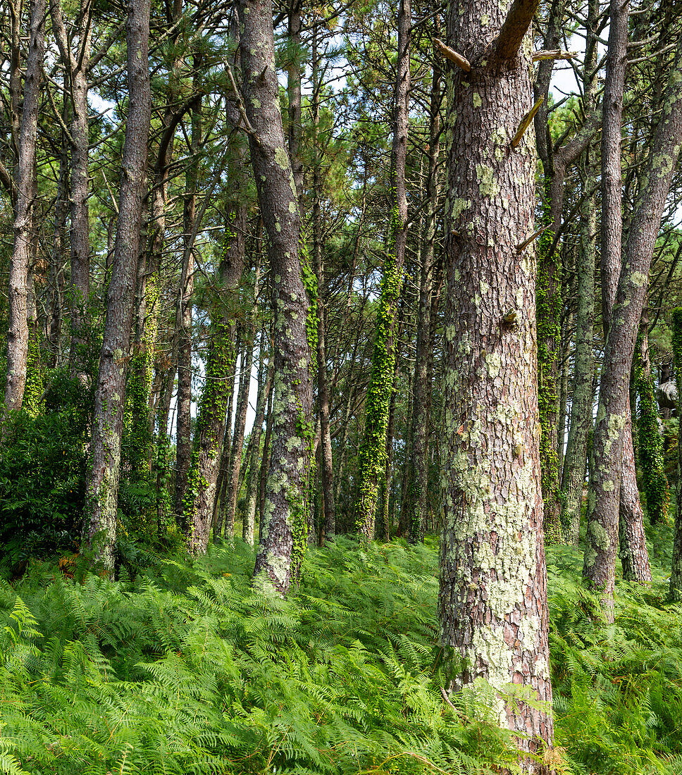 Deciduous woodland trees, Isla del Faro, Cies Islands, Atlantic Islands National Park, Galicia, Spain