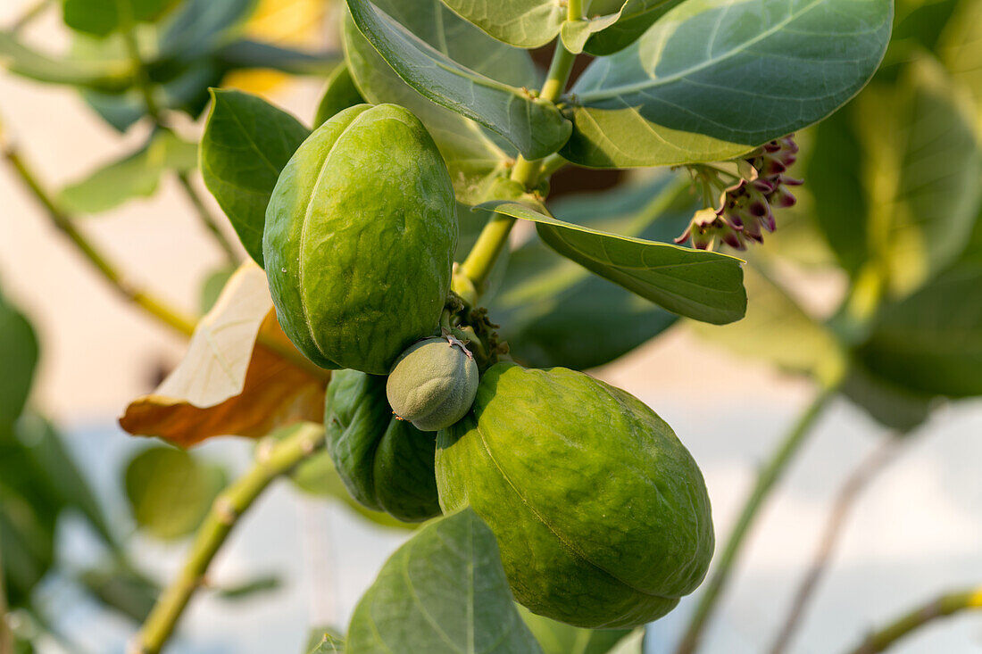 Sodom Apple tree, Giant Milkweed Asclepias,"Calotropis Procera", Isla Mujeres, Caribbean Coast, Cancun, Quintana Roo, Mexico