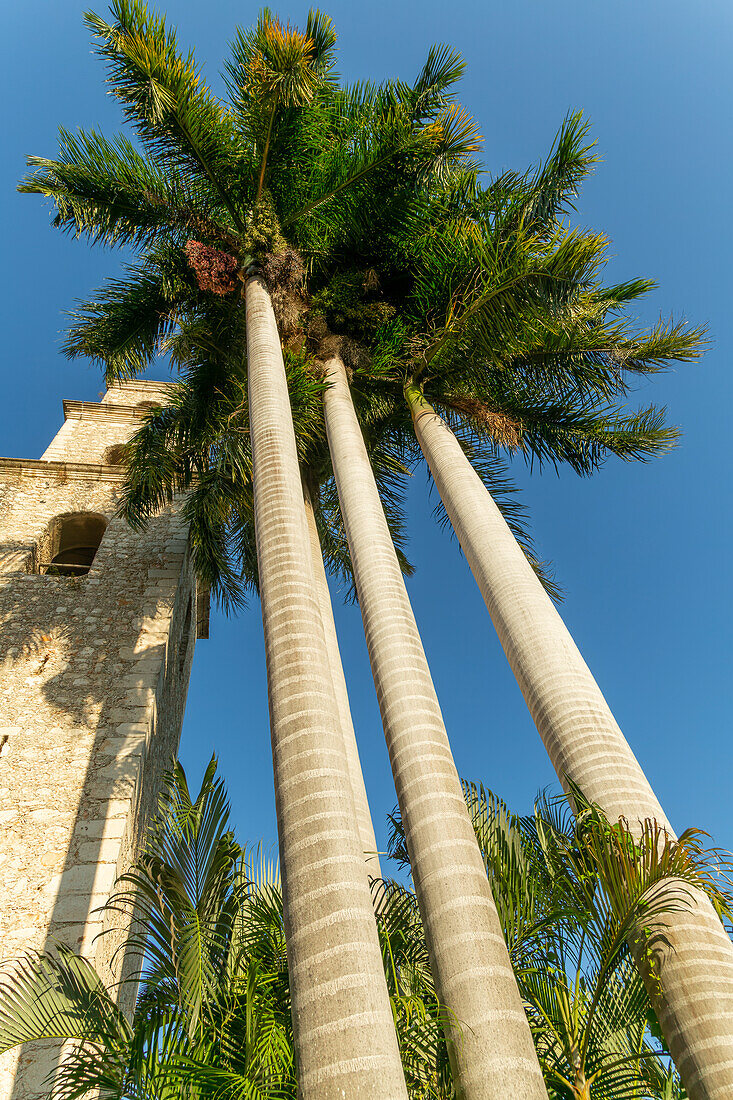 Tall palm trees next to church of Iglesia de Jesus, Merida, Yucatan State, Mexico - thought to be Roystonea regia