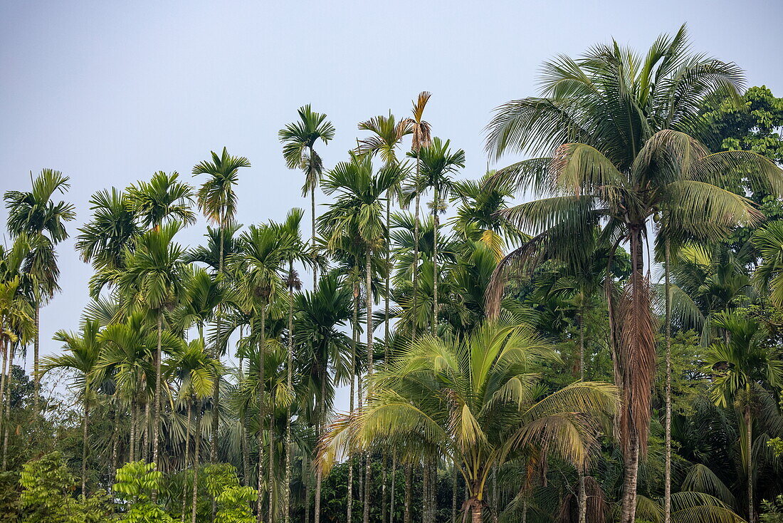 Kokospalmen, in der Nähe von Barisal (Barishal), Distrikt Barisal, Bangladesch, Asien