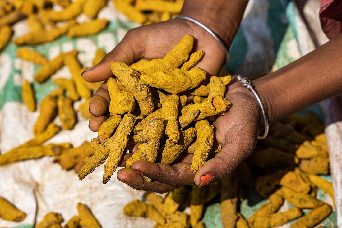 Nahaufnahme von Händen, die Tamarindenfrüchte halten, in der Nähe von Lakshmipur, Patharpratima, Westbengalen, Indien, Asien