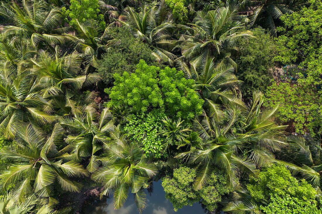 Luftaufnahme von Kokospalmen, in der Nähe von Rakhalgachhi, Distrikt Bagerhat, Bangladesch, Asien