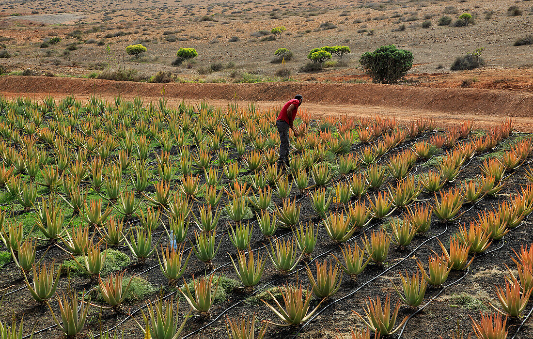  Aloe Vera Pflanzen kommerzieller Anbau, Tiscamanita, Fuerteventura, Kanarische Inseln, Spanien 