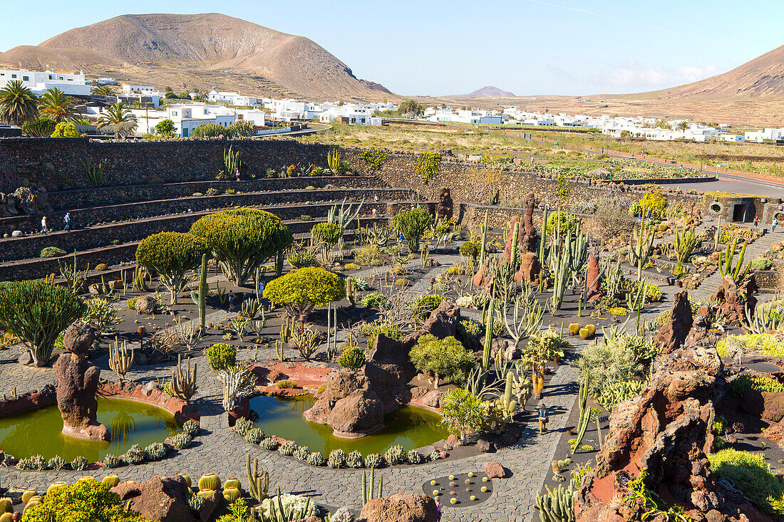 Cactus plants inside Jardin de Cactus designed by César Manrique, Guatiza, Lanzarote, Canary Islands, Spain