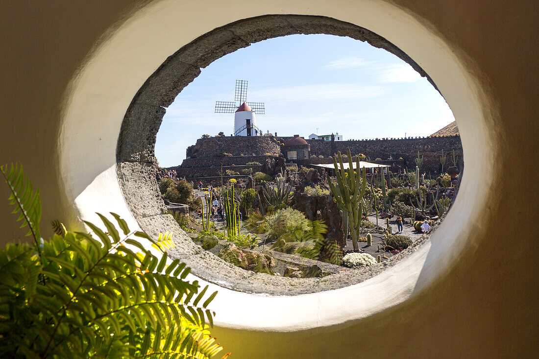  Kakteenpflanzen im von César Manrique entworfenen Jardin de Cactus, Guatiza, Lanzarote, Kanarische Inseln, Spanien. 