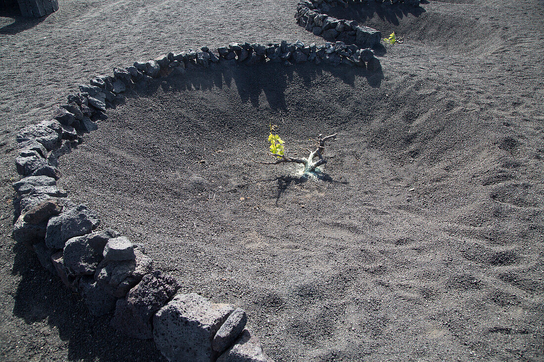  Weinreben wachsen in schwarzen Vulkangruben in La Geria, Lanzarote, Kanarische Inseln, Spanien 